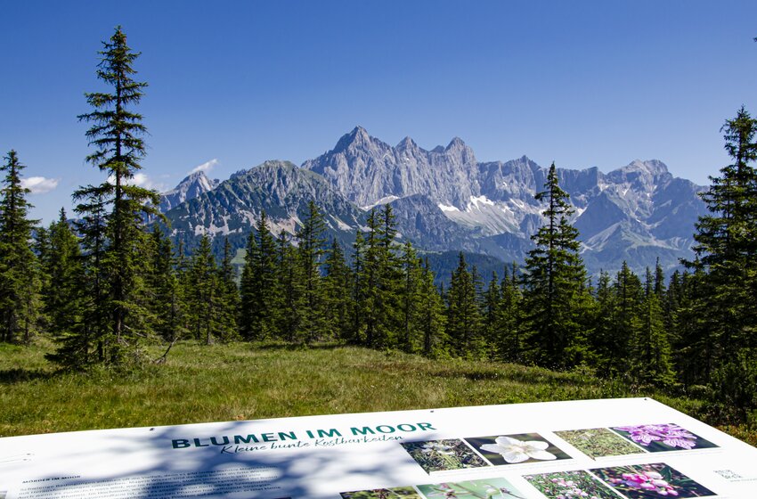 Infotafel im Moor vor Nadelwald und schroffen Alpen mit Restschnee unter klarem blauem Himmel im Sommer | © Bergbahnen Filzmoos GmbH